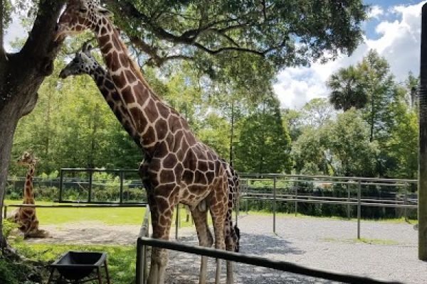 Audubon Zoo
