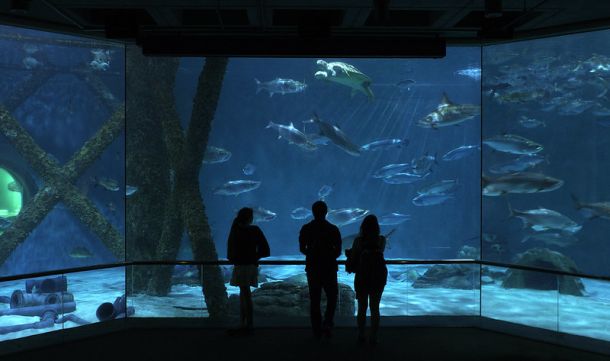 wp-content/uploads/guide-to-the-new-orleans-aquarium.jpg