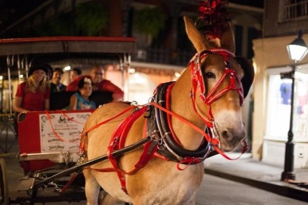 New Orleans Small-Group Haunted History Carriage Tour