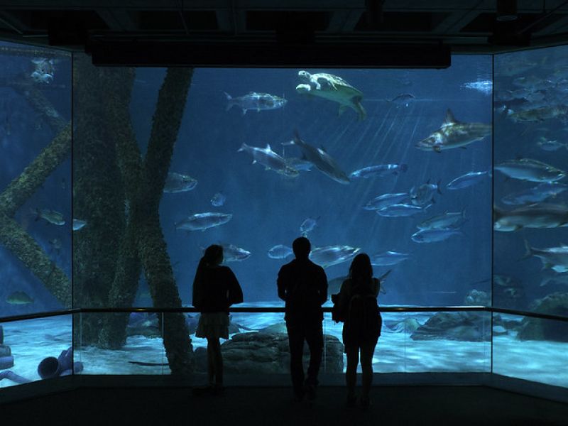wp-content/uploads/guide-to-the-new-orleans-aquarium.jpg