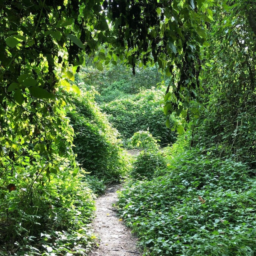 Couturie Forest