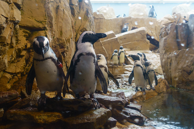 Interact with African Penguins
