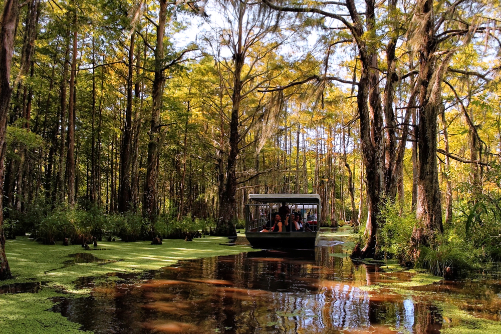 Take a Swamp Tour